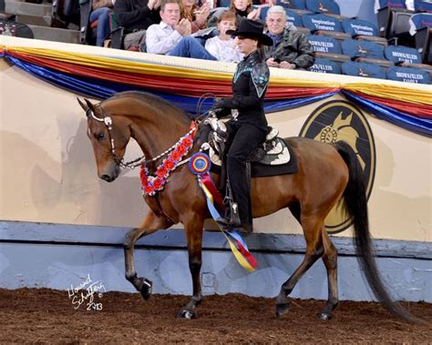 Meadowmist Legacy World Champion Western Pleasure 4 Yr Morgan Horse