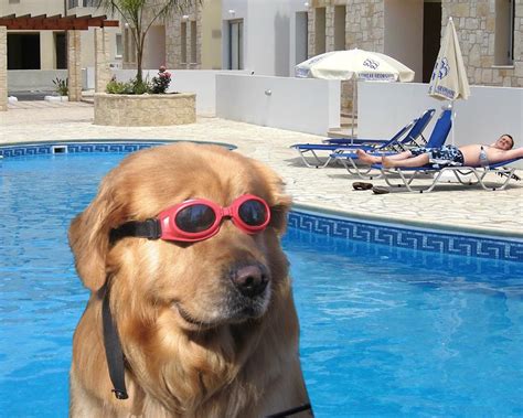 Psbattle This Dog With Swimming Goggles Rphotoshopbattles