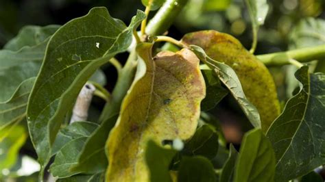 Avocado Tree Killer On The Move In Florida Growing Produce