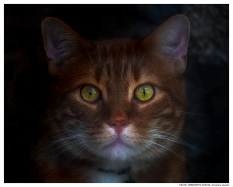 The Cat With White Goatee Photoscapes Darlene Almeda
