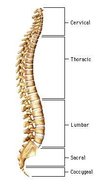 Our backbone supports the head at its top. Injuries to the Spine - After Trauma