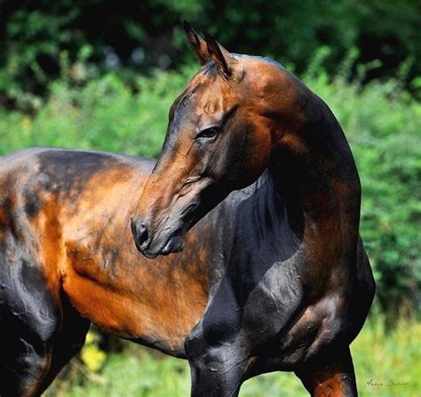 Akal Teki Is So Slender Elegant And Just Beautiful 🐎🐎 Rare Horses
