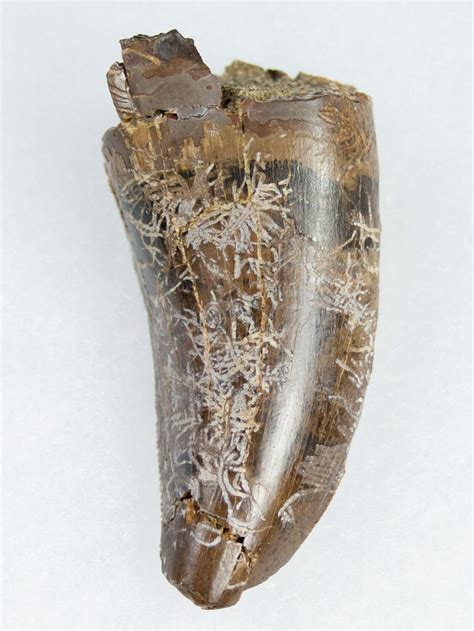 253 Tyrannosaurus T Rex Tooth Pathological 11919 For Sale