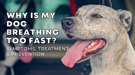 Why Is My Dog Breathing Too Fast Symptoms Treatment And Prevention