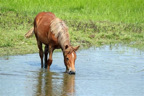 Horse Drinking At Stream Stock Image Image Of Water River 7109687