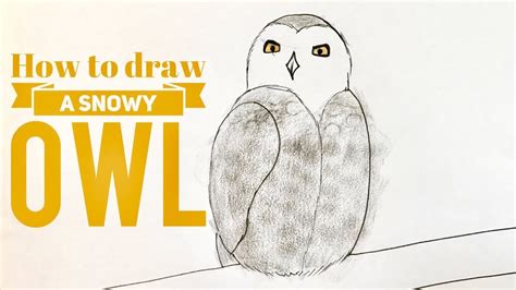 Beginners How To Draw A Snowy Owl Youtube