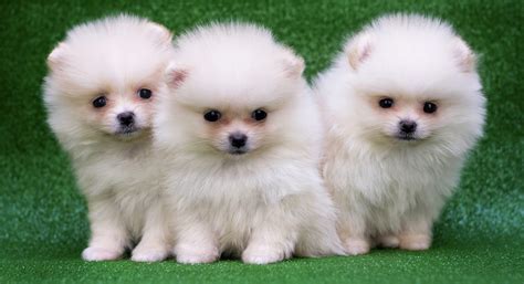 What is the scientific name of dog? 5 Dog Breeds that are Cuter Than Shiba Inu