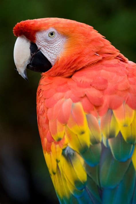 Lifespan Scarlet Macaw Macaw Facts