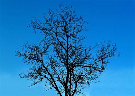 70 Free Tree Without Leaves And Tree Images Pixabay