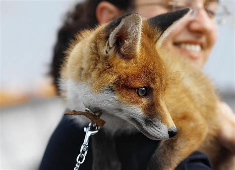 Are There Different Breeds of Pet Foxes?