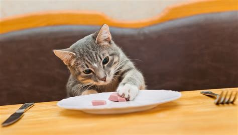 Beans are packed with nutrients and antioxidants. Can Cats Eat Cheese? Is Cheese Safe For Cats? - CatTime