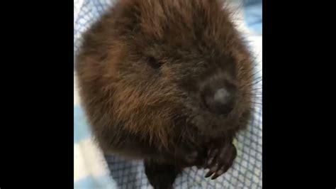 Cute Baby Beaver Youtube