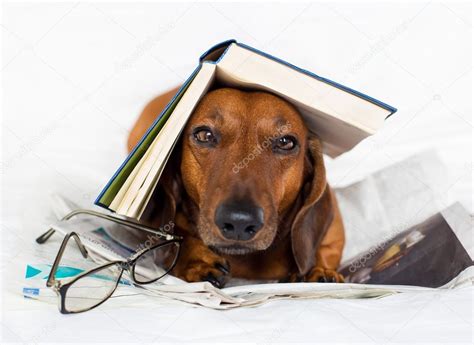 Dog Reading A Book Stock Photo By ©mariyamasich 14654785
