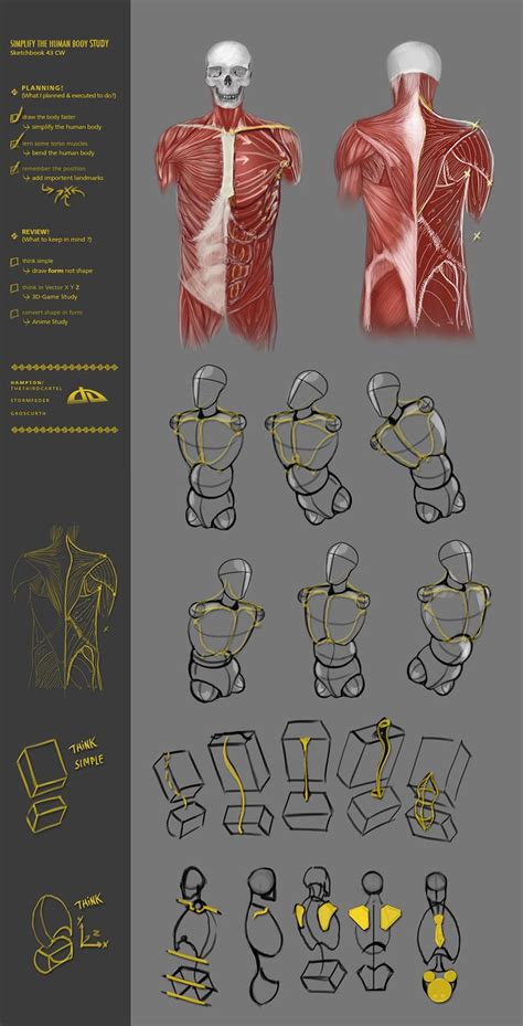 Simplify Human Body Study Cw By Justiraziel On Deviantart Human Body Drawing Human Anatomy