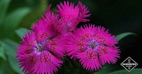 How To Grow Pinks Dianthus Gardening Channel