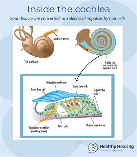 How We Hear How Hearing And The Auditory System Works