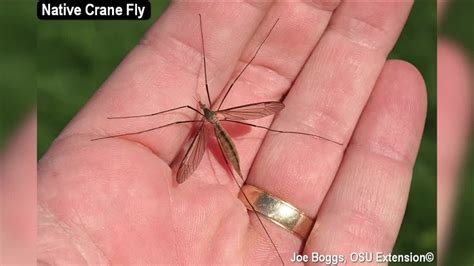 Those Arent Mosquitoes Theyre Crane Flies