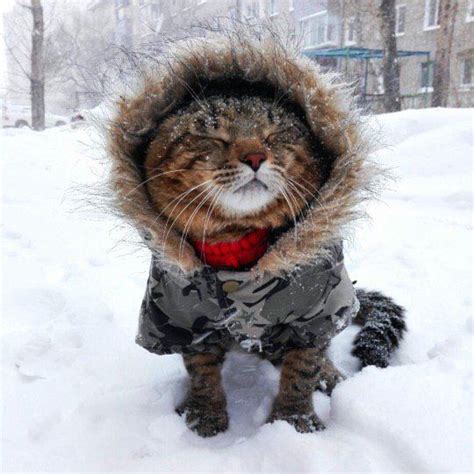 Account Suspended Pretty Cats Winter Cat Cat Pics