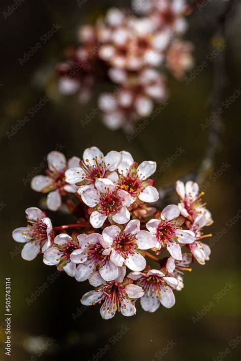 Prunus Dandelion Chef Leaves Photoshoot Stock Photos Purple