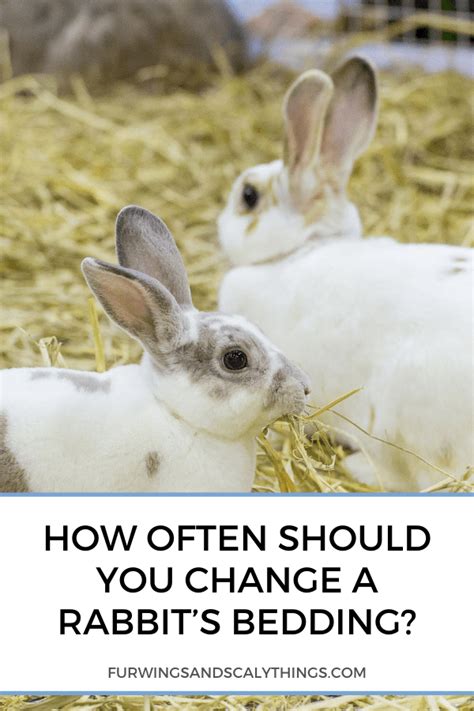 How Often Should I Change My Rabbits Bedding Bedding Design Ideas