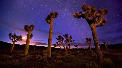 Joshua Trees Bing Wallpaper Download