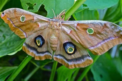 polyphemus moth identification life cycle facts and pictures