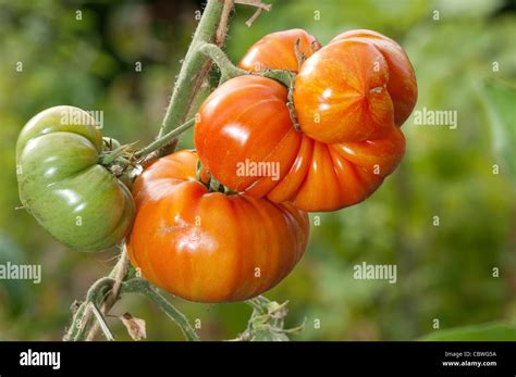 Heirloom Tomato Solanum Lycopersicum Variety Fireworks Ripe And