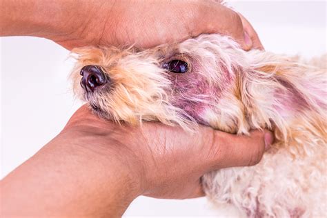 9 Steps To Treat Your Dogs Skin Yeast Infection Dr Dobias Dr
