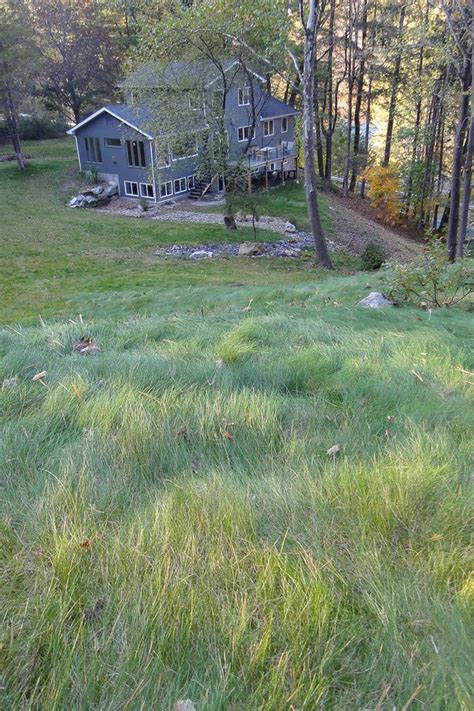 Find the perfect prairie grass stock photos and editorial news pictures from getty images. No Mow with Annual Rye | Prairie Nursery in 2020 | Seeding ...