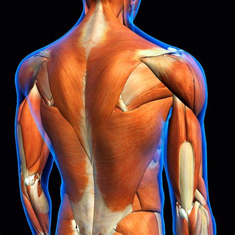 Rear View Of Male Upper Back Muscles Anatomy In Blue X Ray Outline