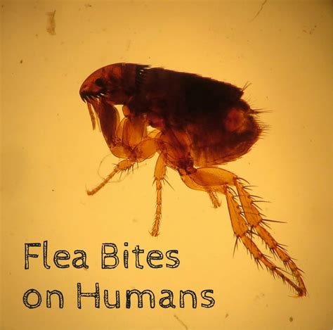 Will Fleas Jump From Dog To Human