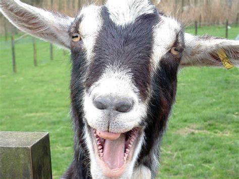 The domestic goat is descended from the wild goat, capra aegagrus. Funny Goat wallpaper | 1600x1200 | #82475