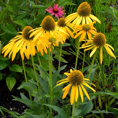 Echinacea ‘now Cheesier Terra Nova Nurseries Inc