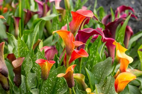 Ultimate Guide To Calla Lily Flower Meaning And Symbolism Petal Republic