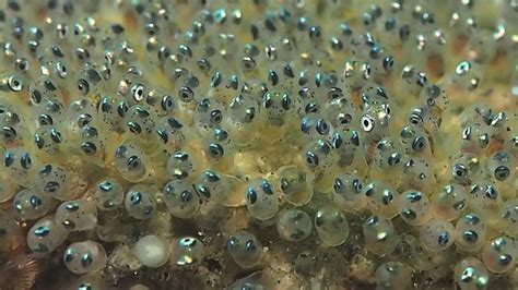 Some people use them to add taste egg yolks and egg whites offer different properties, which is one of the reasons why some recipes will only call for egg whites or egg yolks, rather than. » Googly eyed anemone fish eggs swaying in the sea look ...