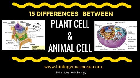 Unlike animal cells, plant cells have cell walls and organelles called chloroplasts. Difference between Plant cell and Animal cell (15 ...
