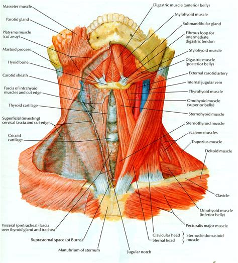 Diagram Of Bones In Neck And Shoulder Throat And Neck Anatomy
