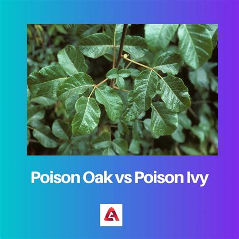 Poison Oak Vs Poison Ivy Difference And Comparison