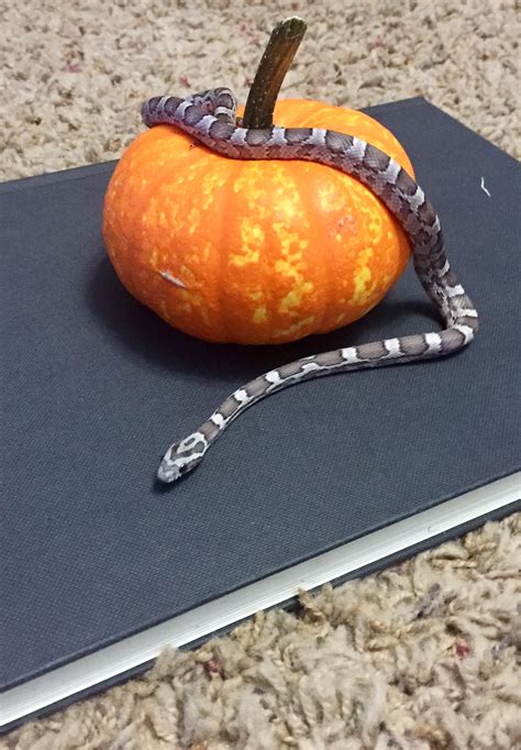 Little Corn Snake On Little Pumpkin By Theoneandonlyqueen