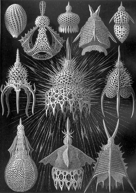 Artist Of The Month Ernst Haeckel Muddy Colors
