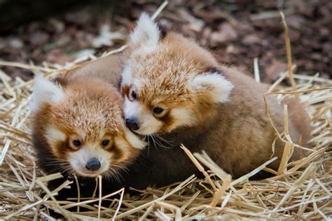 Red Panda Boys Born At Cleveland Metroparks Zoo Red Pandazine