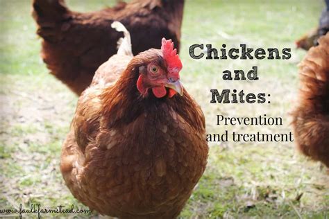 Mar 29, 2019 · recognizing the symptoms of mites on your bird 1. Chickens & Mites: Prevention and Treatment