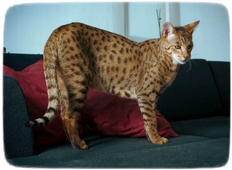 Cat Breed That Looks Like A Tiger
