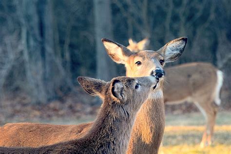 Animal Buck Close Up Cute Daylight Deer Doe Female Fun Fur
