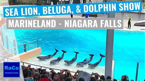 Marineland Niagara Falls Ontario Sea Lion Beluga Whales And Dolphin