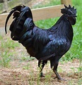 This Rooster is All Black, Inside and Out | The Luxury Spot