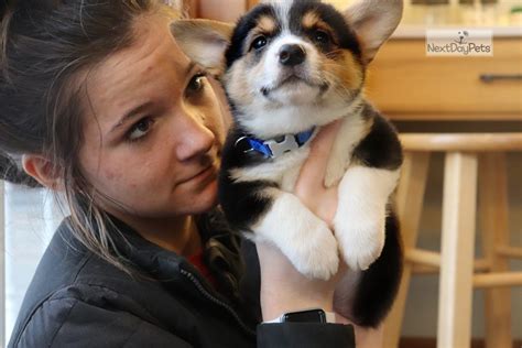 The cost to buy a corgi varies greatly and depends on many factors such as the breeders' location, reputation, litter size, lineage of the puppy, breed popularity. Blue Collar: Welsh Corgi, Pembroke puppy for sale near ...