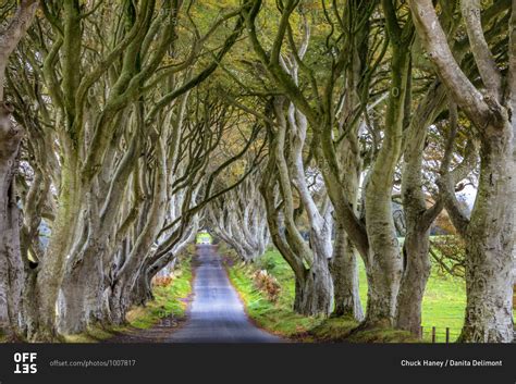 The Dark Hedges In County Antrim Northern Ireland Stock Photo Offset