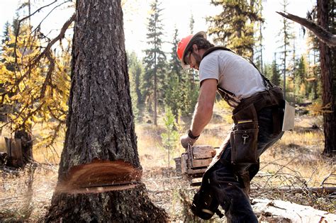 Free Photo Cutting Wood Cut Cutting Log Free Download Jooinn