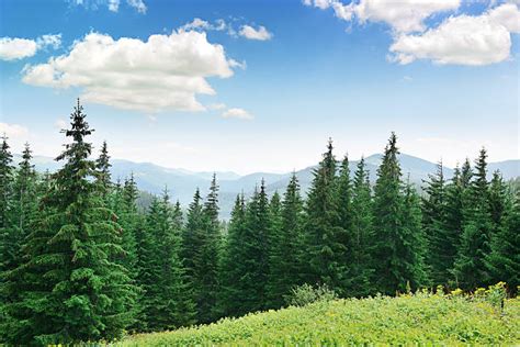 Coniferous Tree Stock Photos Pictures And Royalty Free Images Istock